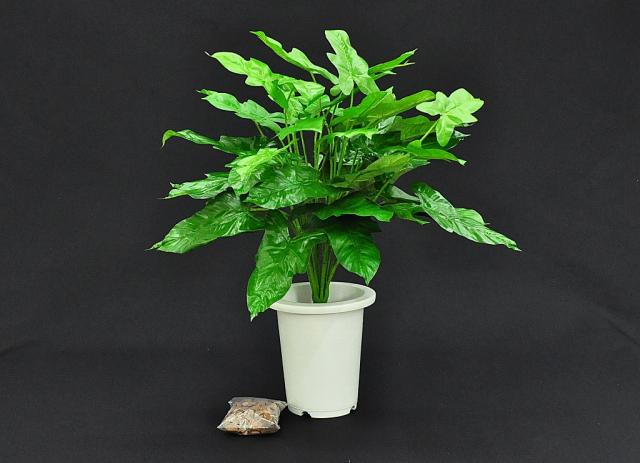 送料無料 アウトレット品 Toyo Steel ドラセナレッド K 16r 観葉植物 29の通販はau Pay マーケット ｋａｎｚａｂｕｒｏ かんざぶろう Au Pay マーケット店