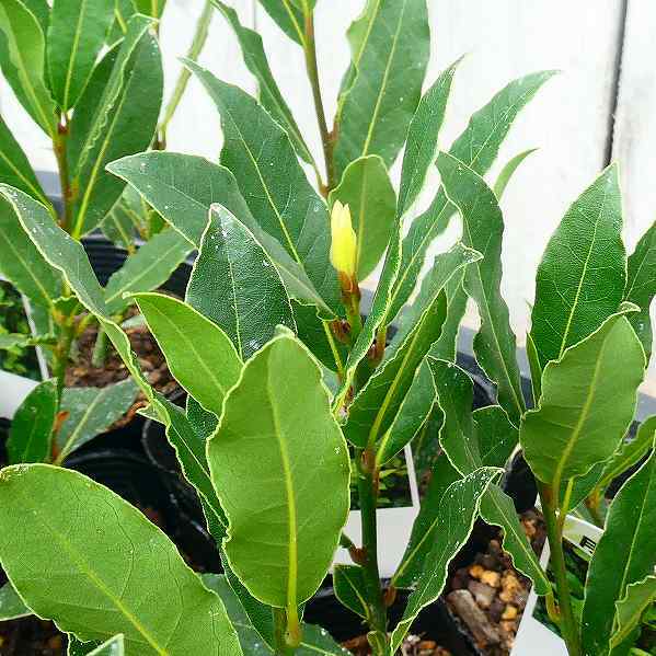 月桂樹 苗 苗木 3 5号 ハーブ ローリエ 常緑樹 庭木 の通販はau Pay マーケット お花処 昌山園