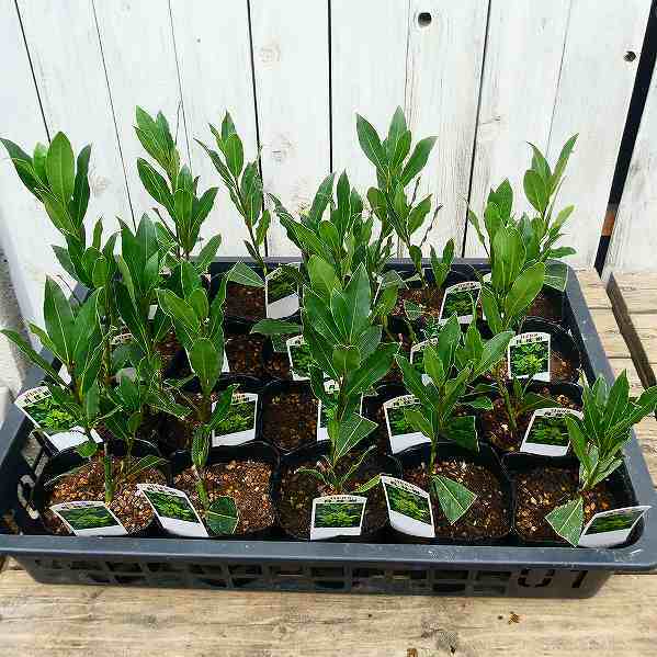 月桂樹 苗 苗木 3 5号 ハーブ ローリエ 常緑樹 庭木 の通販はau Pay マーケット お花処 昌山園