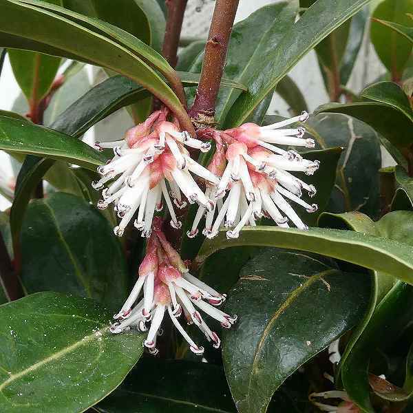 サルココッカ 苗 5号 低木 香りの花 赤実 日陰向き 常緑樹 耐寒性 2714の通販はau Pay マーケット お花処 昌山園