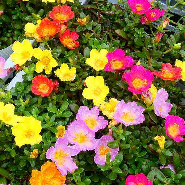 ポーチュラカ 苗 数色寄せ植え 3 5号 花スベリヒユ カラフル 夏の花 20の通販はau Pay マーケット お花処 昌山園