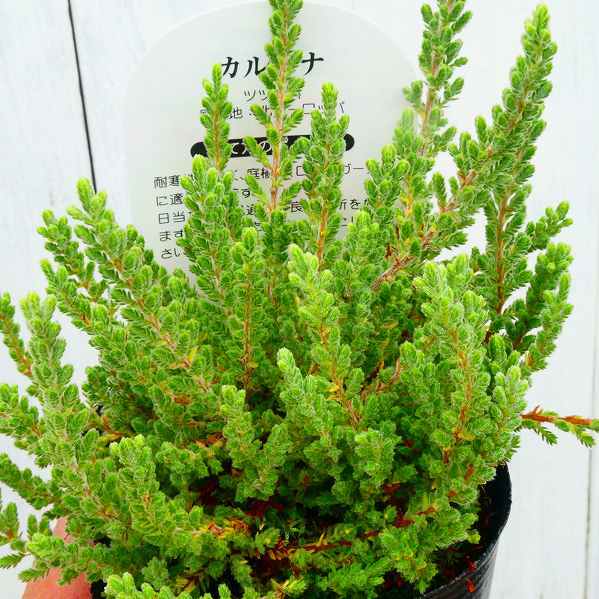カルーナ ブルガリス シルバーグリーン 3号ポット 苗 ヒース カラーリーフ 1番 29の通販はau Pay マーケット お花処 昌山園