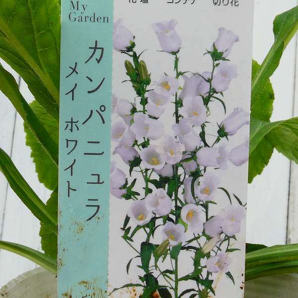 カンパニュラ 苗 メジューム ホワイト 白花 つりがね草 ツリガネソウ 春花壇 秋植え 花壇苗 2218の通販はau Pay マーケット お花処 昌山園