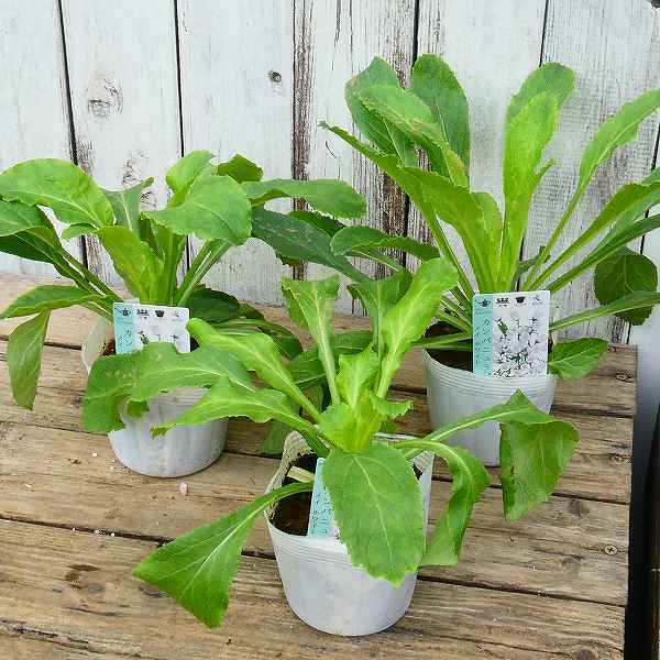 カンパニュラ 苗 メジューム ホワイト 白花 つりがね草 ツリガネソウ 春花壇 秋植え 花壇苗 2218の通販はau Pay マーケット お花処 昌山園