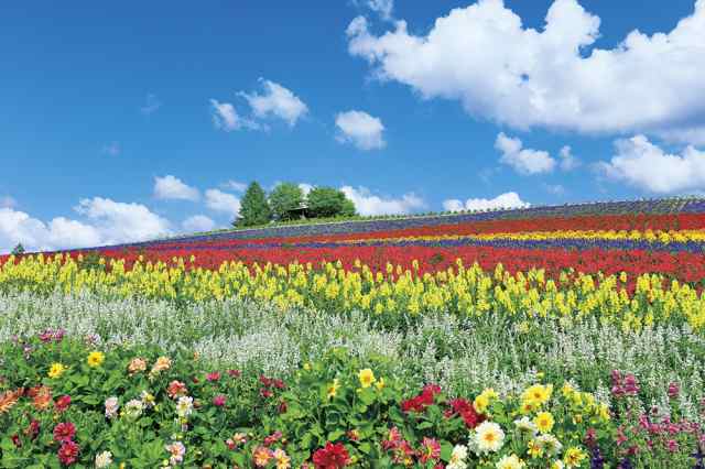 富良野を彩る花の丘 北海道 ジグソーパズル 風景 1000ピース 50 75cmの通販はau Pay マーケット Dｔｉｍｅｓ ｓｔｏｒｅ Au Pay マーケット店