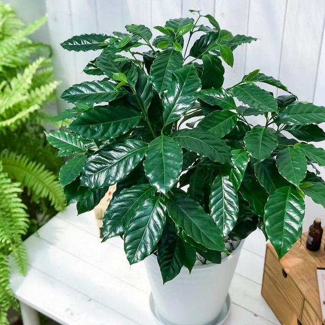 PLANCHU 観葉植物 コーヒーノキ アラビカ 8号鉢 受け皿付き 育て方説明書付き Coffea arabica コーヒーの木 珈琲の木 アラビカコーヒー_1