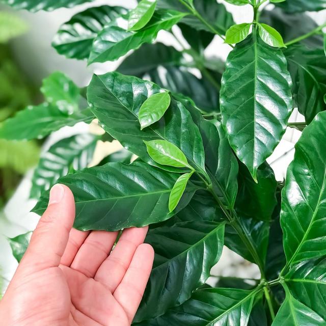 PLANCHU 観葉植物 コーヒーノキ アラビカ 8号鉢 受け皿付き 育て方説明書付き Coffea arabica コーヒーの木 珈琲の木 アラビカコーヒー_2