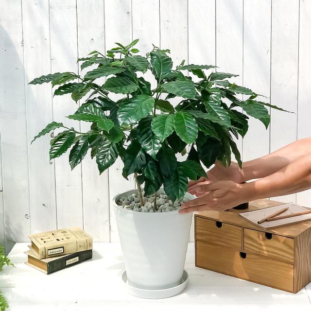 PLANCHU 観葉植物 コーヒーノキ アラビカ 8号鉢 受け皿付き 育て方説明書付き Coffea arabica コーヒーの木 珈琲の木 アラビカコーヒー_3