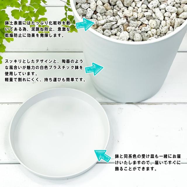 PLANCHU 観葉植物 コーヒーノキ アラビカ 8号鉢 受け皿付き 育て方説明書付き Coffea arabica コーヒーの木 珈琲の木 アラビカコーヒー_4
