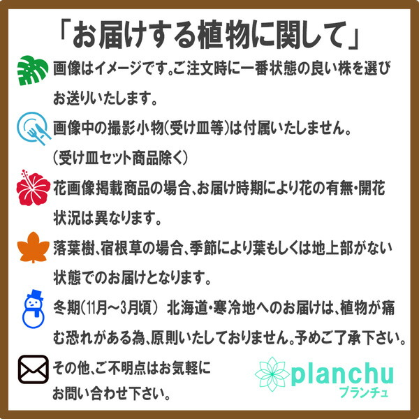 PLANCHU 観葉植物 コーヒーノキ アラビカ 8号鉢 受け皿付き 育て方説明書付き Coffea arabica コーヒーの木 珈琲の木 アラビカコーヒー_5