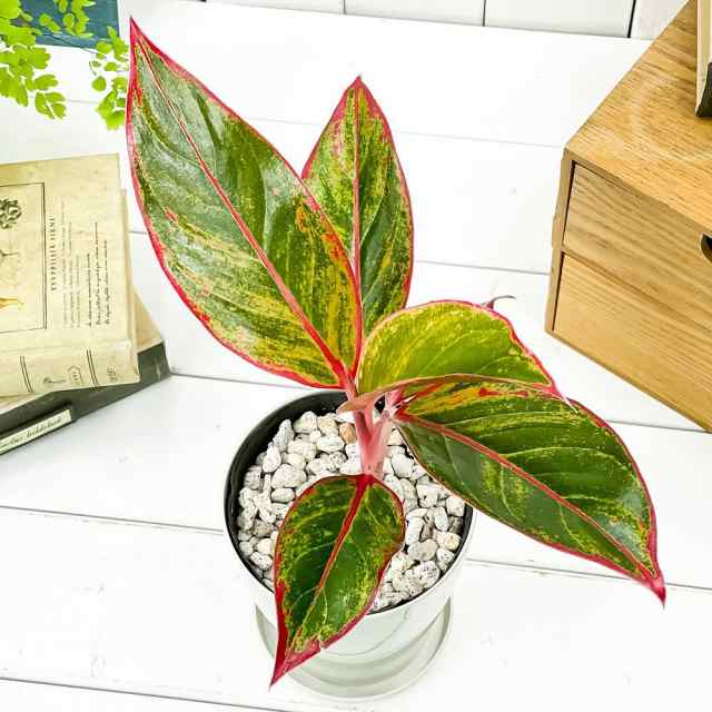 観葉植物 アグラオネマ レッドゴールド 4号鉢 受け皿付き 育て方説明書付き Aglaonema cv. 幸せを招くタイの宝石 アロイドの通販はau  PAY マーケット 観葉植物専門店 プランチュ au PAY マーケット－通販サイト