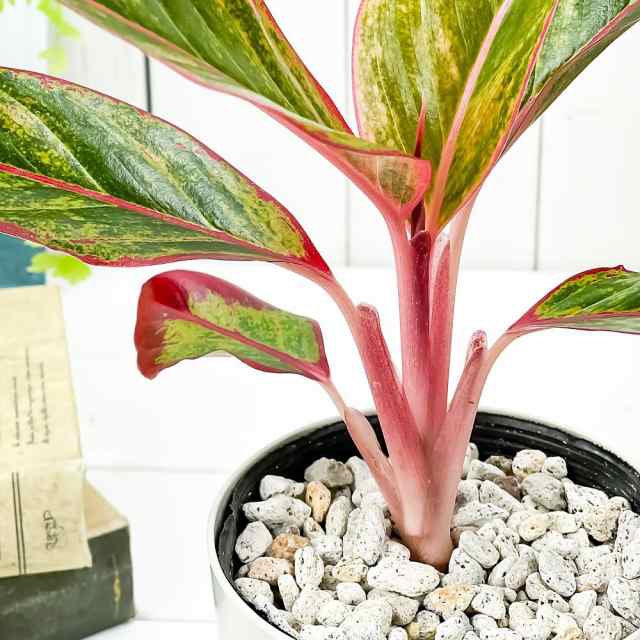 観葉植物 アグラオネマ レッドゴールド 4号鉢 受け皿付き 育て方説明書付き Aglaonema cv. 幸せを招くタイの宝石 アロイドの通販はau  PAY マーケット - 観葉植物専門店 プランチュ | au PAY マーケット－通販サイト