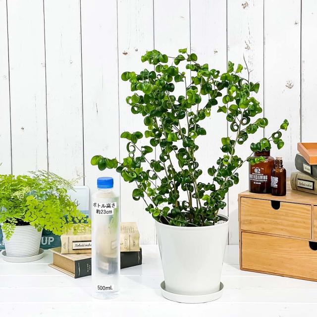 PLANCHU 観葉植物 フィカス ベンジャミン バロック 5号鉢 受け皿付き