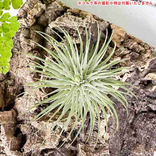 PLANCHU エアプランツ ティランジア フックシーフックシー 1株 育て方説明書付き Tillandsia fuchsii var.  fuchsii エアープランツ チラの通販はau PAY マーケット - 観葉植物専門店 プランチュ | au PAY マーケット－通販サイト