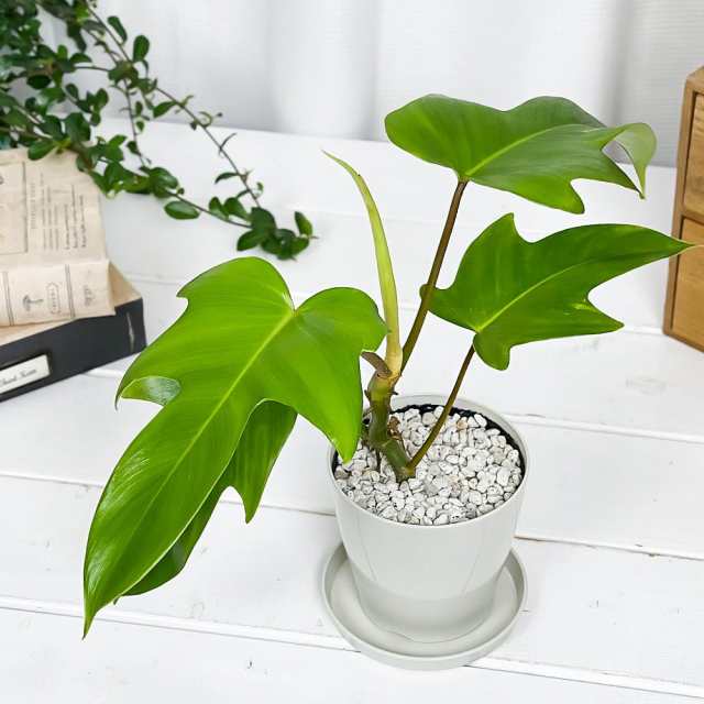 観葉植物 フィロデンドロン フロリダ 3.5号鉢 受け皿付き 育て方説明書付き Philodendron 'Florida' アロイドの通販はau  PAY マーケット - 観葉植物専門店 プランチュ | au PAY マーケット－通販サイト