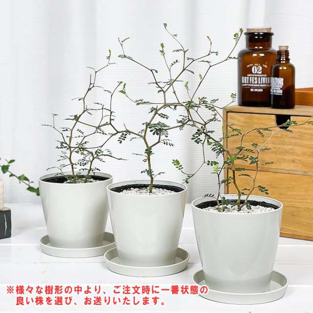 観葉植物 メルヘンの木 ソフォラ リトルベイビー 3.5号鉢 受け皿付き 育て方説明書付き Sophora prostrata 'Little  Baby' プロストラータの通販はau PAY マーケット - 観葉植物専門店 プランチュ | au PAY マーケット－通販サイト