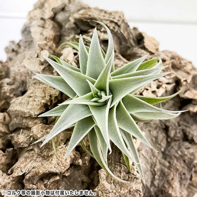 Tillandsia edithae チランジア エディシアエ 大株 チランジア