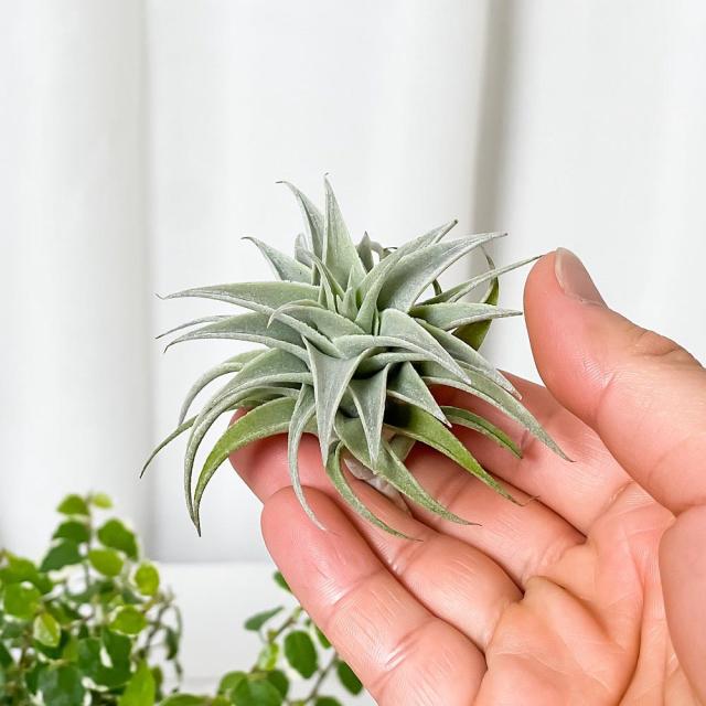 観葉植物）エアープランツ チランジア エディシアエ グリーンフォーム
