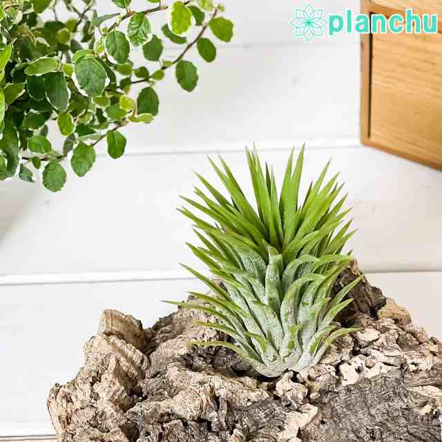 PLANCHU エアプランツ ティランジア イオナンタ ジャイアントフォーム 1株 育て方説明書付き Tillandsia ionantha Giant form エアープラ