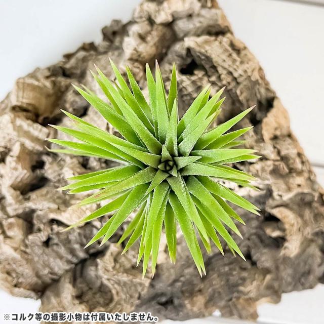 PLANCHU エアプランツ ティランジア イオナンタ ジャイアントフォーム