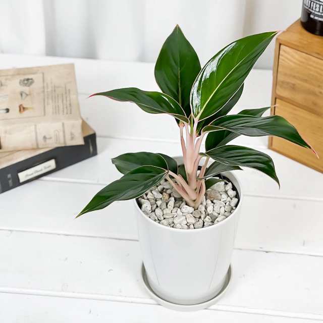 観葉植物 アグラオネマ サファイア 4号鉢 受け皿付き 育て方説明書付き Aglaonema 'Sapphire' 幸せを招くタイの宝石  アロイドの通販はau PAY マーケット - 観葉植物専門店 プランチュ | au PAY マーケット－通販サイト