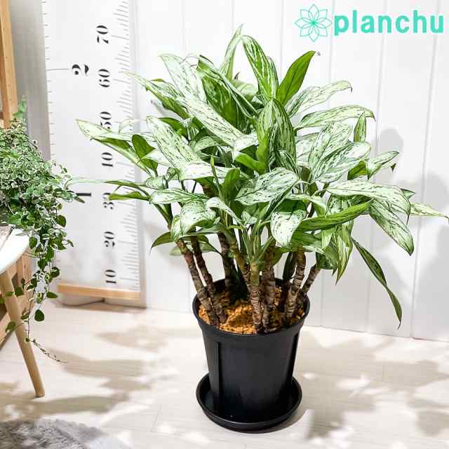 PLANCHU 観葉植物 アグラオネマ シルバークイーン 8号スリット鉢 受け皿付き 育て方説明書付き Aglaonema ‘Silver Queen’ 幸せを招くタ