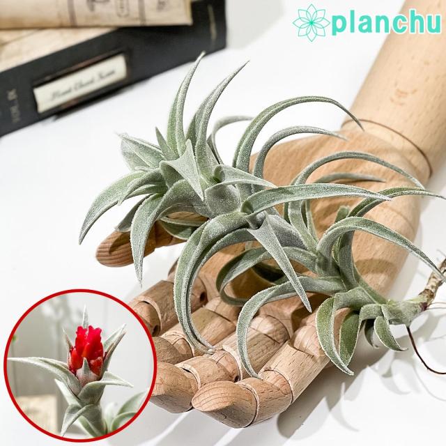 PLANCHU エアプランツ ティランジア エディシアエ Lサイズ 1株 育て方説明書付き Tillandsia edithae エアープランツ チランジア