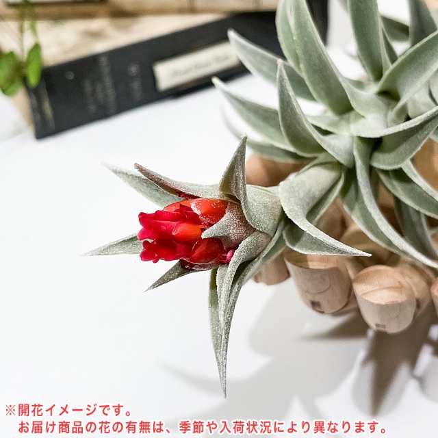 PLANCHU エアプランツ ティランジア エディシアエ Lサイズ 1株 育て方説明書付き Tillandsia edithae エアープランツ  チランジアの通販はau PAY マーケット - 観葉植物専門店 プランチュ | au PAY マーケット－通販サイト