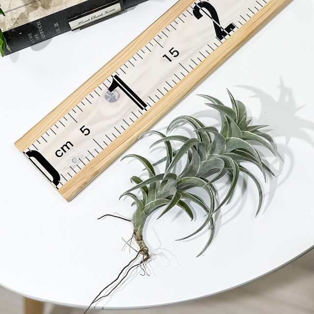 PLANCHU エアプランツ ティランジア エディシアエ Lサイズ 1株 育て方説明書付き Tillandsia edithae エアープランツ  チランジアの通販はau PAY マーケット - 観葉植物専門店 プランチュ | au PAY マーケット－通販サイト