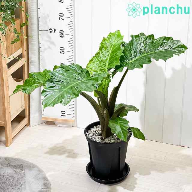 PLANCHU 観葉植物 アロカシア ローライダー 8号スリット鉢 受け皿付き 育て方説明書付き Alocasia cv. PVP アロイド レア品種