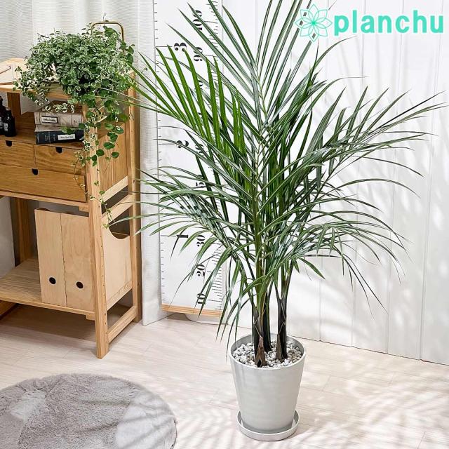 PLANCHU 観葉植物 トックリヤシモドキ 7号鉢 受け皿付き 育て方説明書