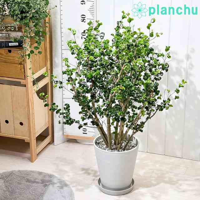 PLANCHU 観葉植物 フィカス ベンジャミン バロック 8号鉢 受け皿付き 育て方説明書付き Ficus benjamina ‘Barok’ PVP 幸運を呼ぶ木 ゴ