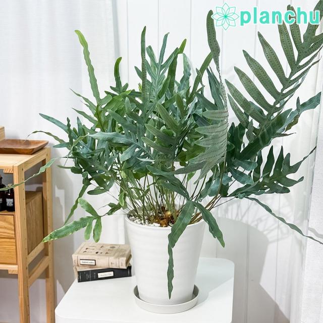 光触媒 人工観葉植物 フェイクグリーン ソードファンスタンプウッド