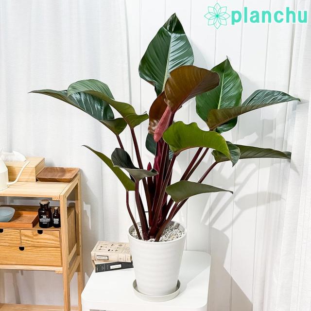 PLANCHU 観葉植物 フィロデンドロン ロジョコンゴ 8号鉢 受け皿付き