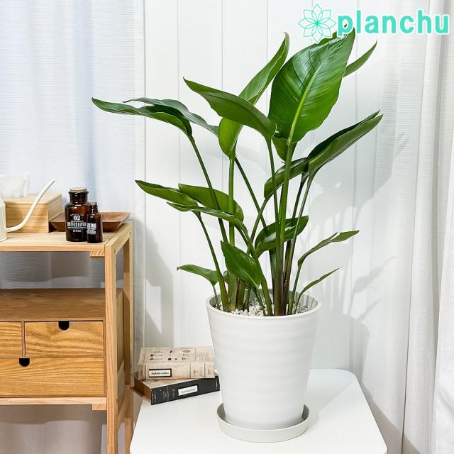 PLANCHU 観葉植物 ストレリチア オーガスタ 8号鉢 受け皿付き 育て方説明書付き Strelitzia nicolai ニコライ 楽園の白い鳥 極楽鳥花