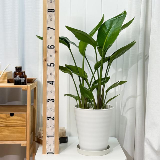 PLANCHU 観葉植物 ストレリチア オーガスタ 8号鉢 受け皿付き PLANCHU 観葉植物 ストレリチア オーガスタ 8号鉢 受け皿付き