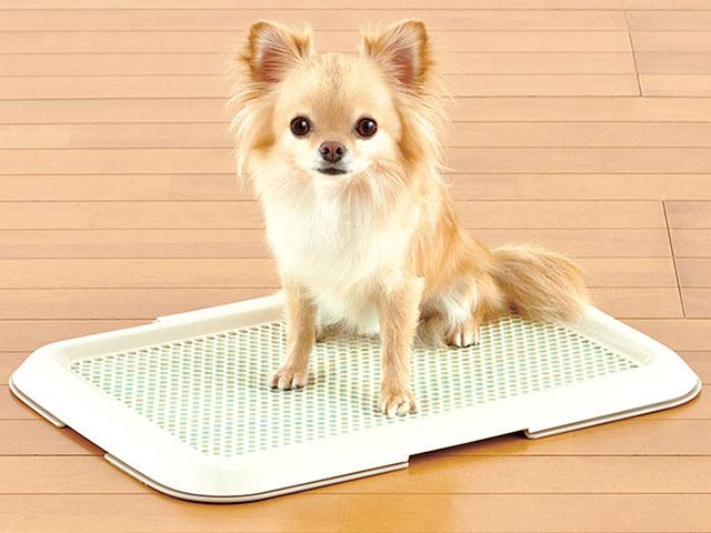 ボンビアルコン 薄型しつけるトレー S レギュラー 犬 トイレトレー トイレ 抗菌 超小型犬 小型犬 トイレトレーニング しつけ アイボリーの通販はau Pay マーケット メルランド