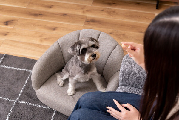 AZUMAYA ペットソファ PET-71GY 完成品 約W55×D50×H37×SH15.5  送料無料_3