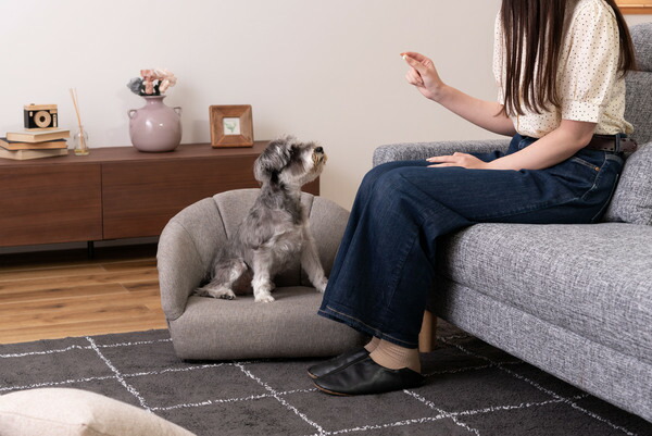 AZUMAYA ペットソファ PET-71GY 完成品 約W55×D50×H37×SH15.5  送料無料_4