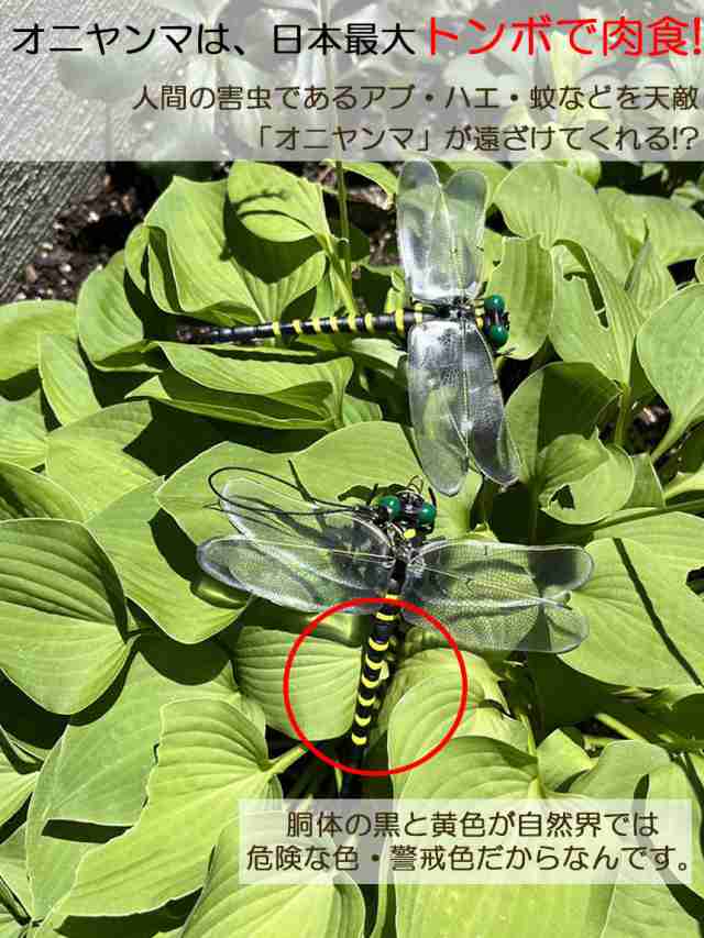 オニヤンマ 虫除け 虫対策 安全ピン付き ストラップ付き トンボ 虫よけ模型 帽子電池不要 薬品なし ハエ 蚊 害虫 蜂除け  虫除けキーホルの通販はau PAY マーケット アナミストア au PAY マーケット－通販サイト