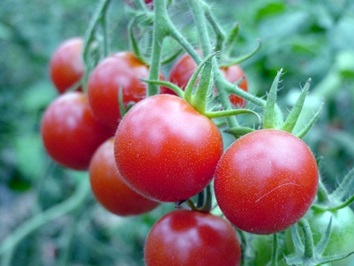 北海道アグリマート agurico ミニトマトジュース無塩 | 国産 ミニトマトジュース トマトジュース 無塩 野菜ジュース ベジタブルジュース 国産 送料無料 缶 おいしい ジュース_1