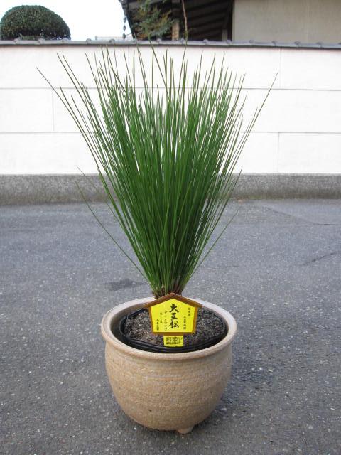 送料無料です　　　　とても　縁起の良い　大王松　　　信楽鉢入り　で　　　　 花言葉は　　不老長寿