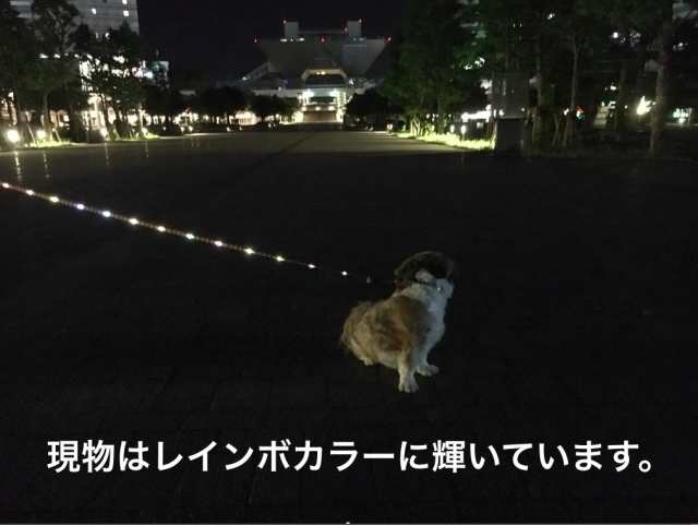 国内初 Led型 光るリード 最新型 自動巻取式 犬用 伸縮リード 巻き取り式リード お散歩 ハーネスの通販はau Pay マーケット Senseability