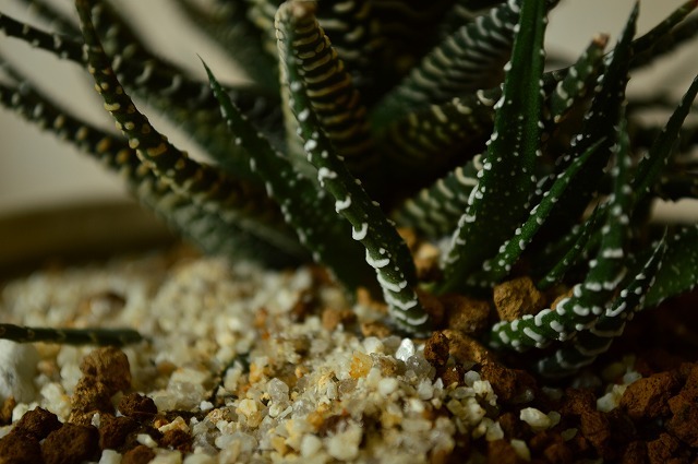 ハオルチア ちょっと変わったサボテンの通販はau Pay マーケット こぼんさい Au Pay マーケット店