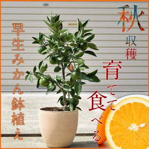 早生みかん 実付き鉢植えの通販はau Pay マーケット こぼんさい Au Pay マーケット店