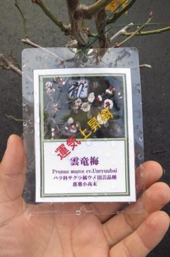 梅盆栽の通販はau Pay マーケット こぼんさい Au Pay マーケット店