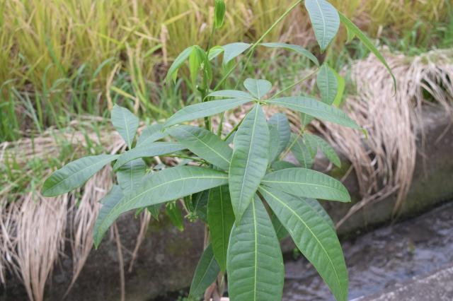 観葉植物 パキラ アクアティカ ネジリの通販はau Pay マーケット こぼんさい Au Pay マーケット店