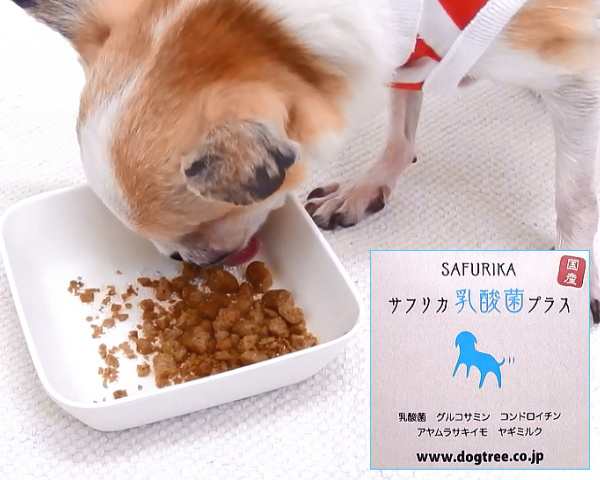 犬 ふりかけ サフリカ乳酸菌プラス 30g チワワ 小型犬 関節 サプリメント グルコサミン コンドロイチン 膝蓋骨脱臼 膝 関節ケア の通販はau Pay マーケット チワワ専門店skipdog