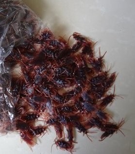 リアルすぎる 偽物 ゴム ゴキブリ 100匹 おもちゃ ジョーク グッズ フェイク 面白グッズ 面白アイテム 面白雑貨の通販はau Pay マーケット Goodplace