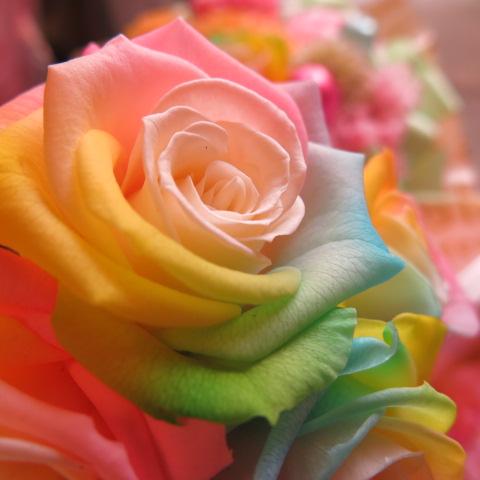 レインボーローズ プリザーブドフラワー ケース付きカラフル